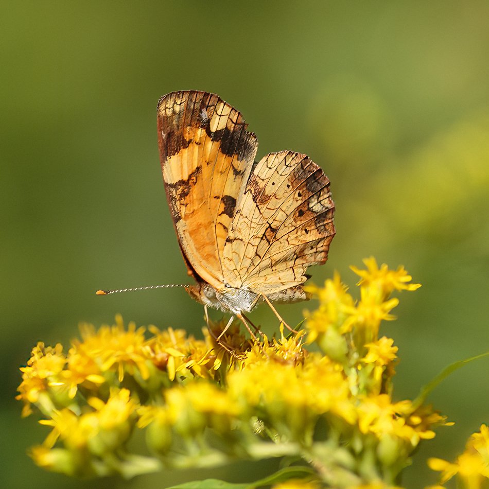 Pearl Crescent