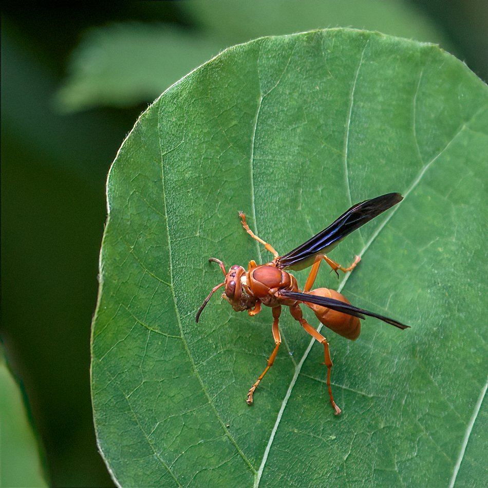 Fine-backed Red Paper Wasp