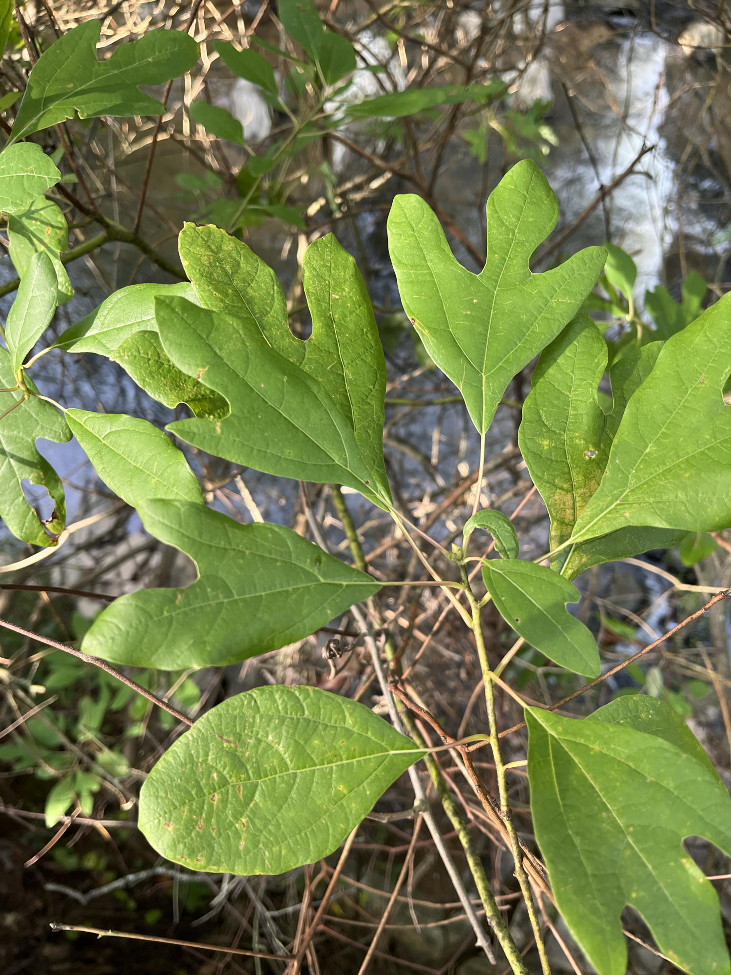 Sassafras leaves