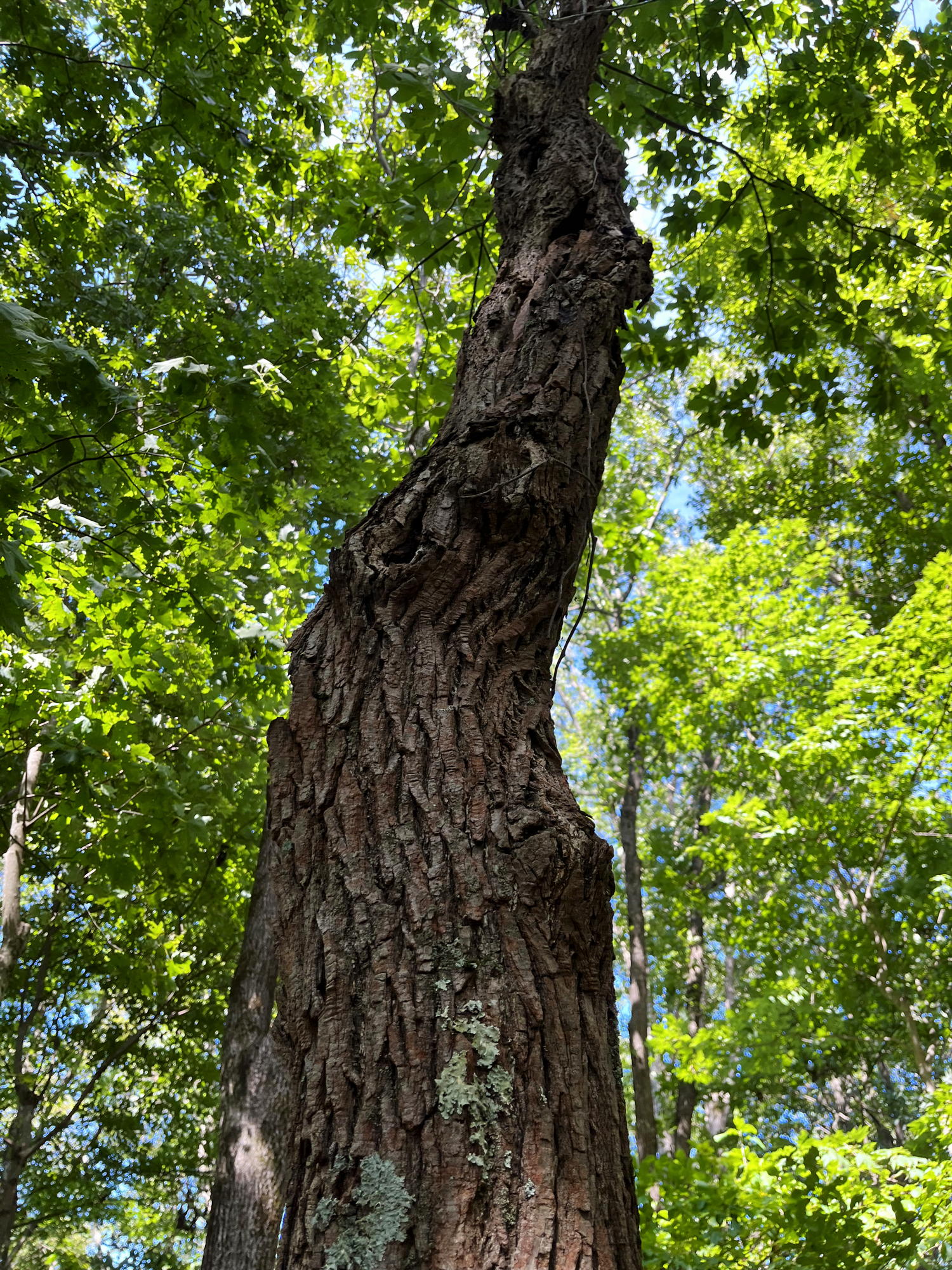 Sassafras tree, looking up