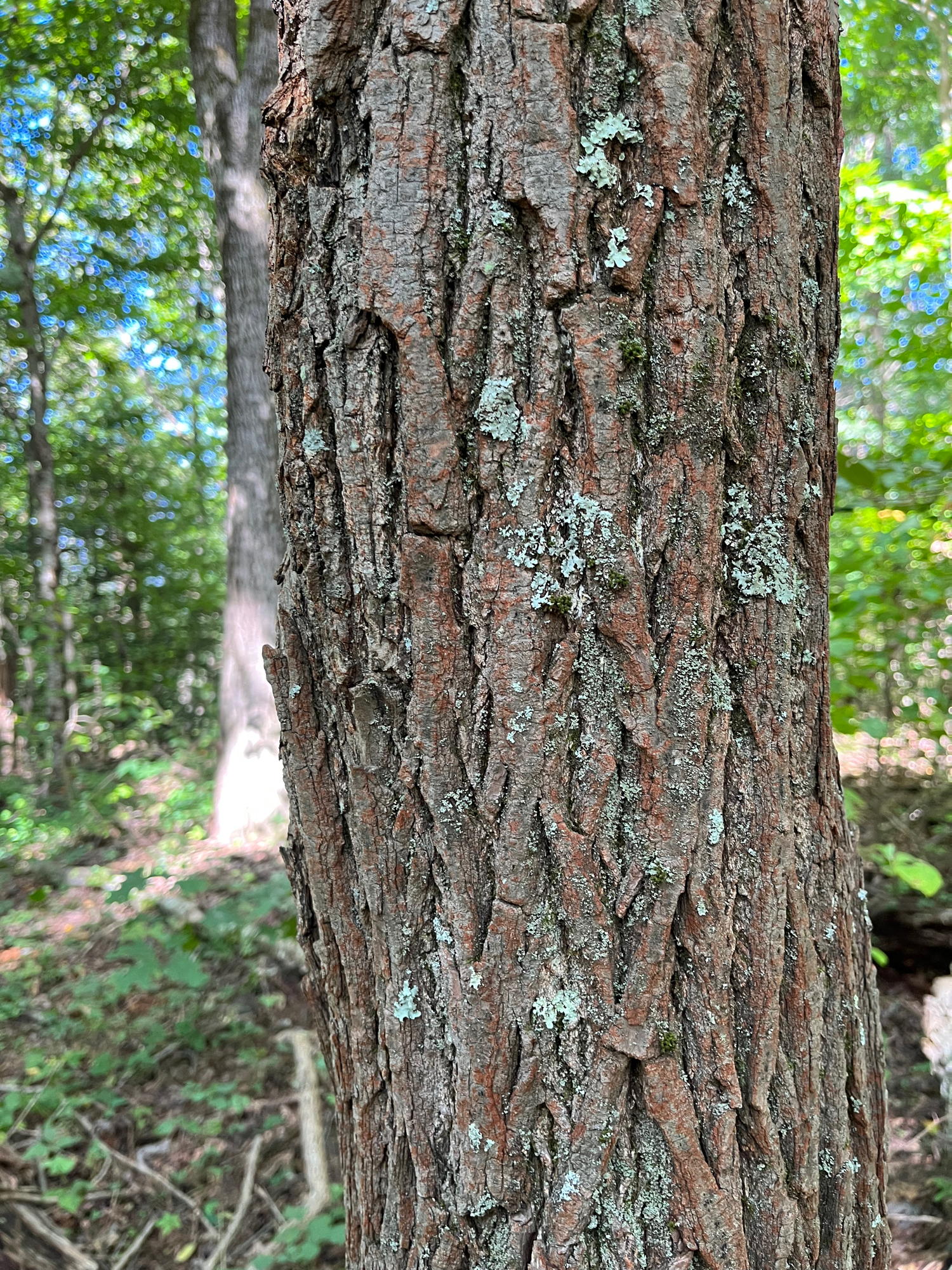 Sassafras bark 1