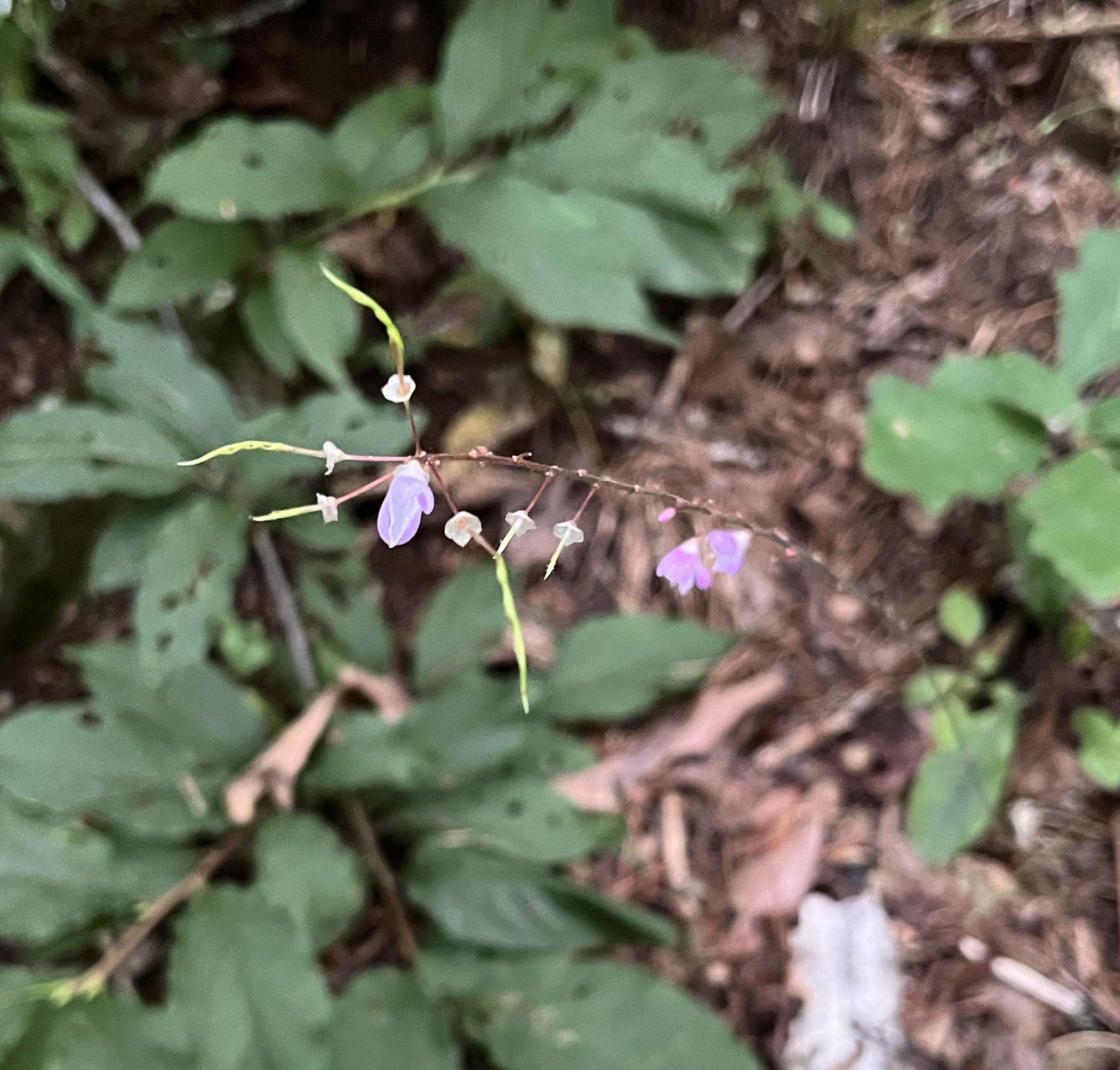 Unknown tick-trefoil sp., Lake Winfield Scott 08.23.2022