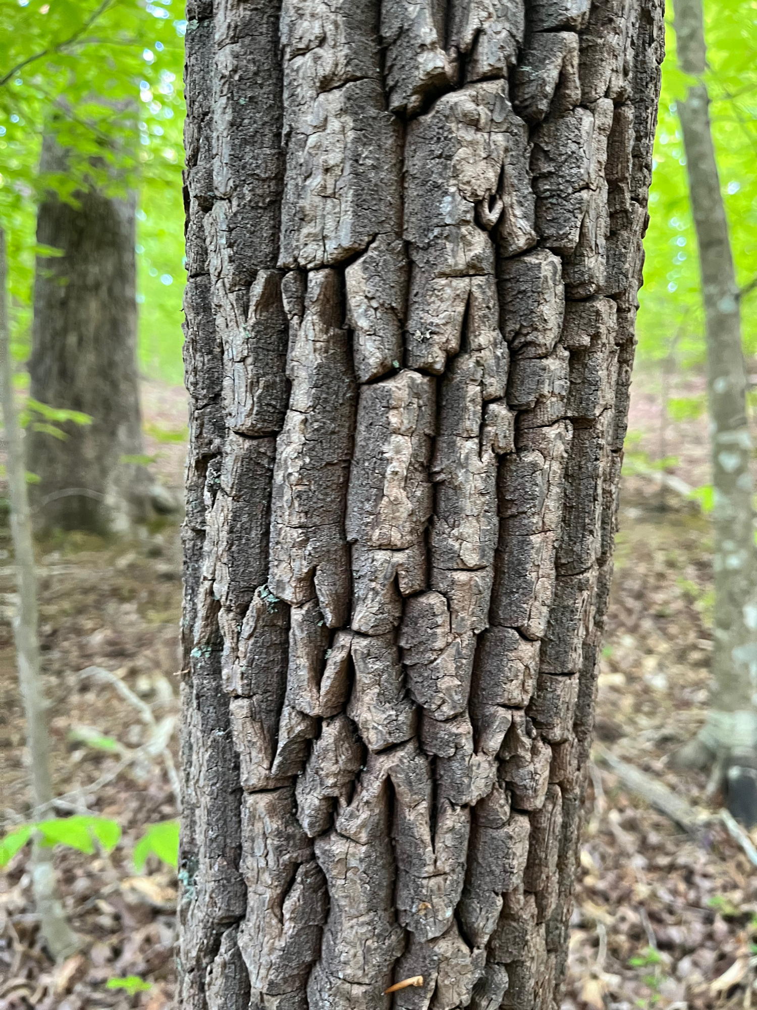 Sourwood bark