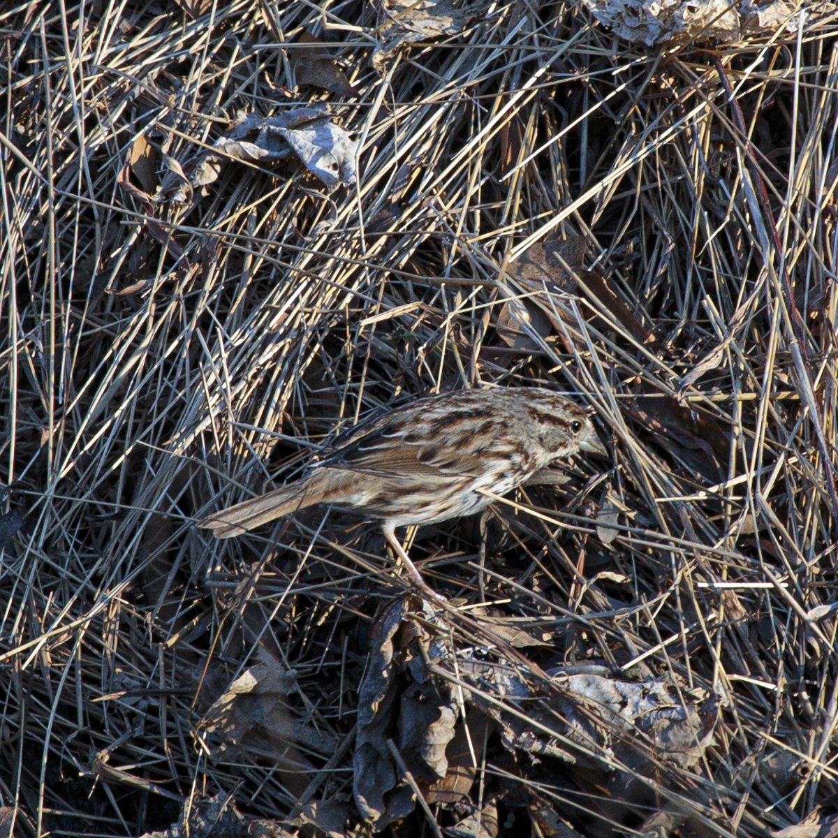 Song Sparrow