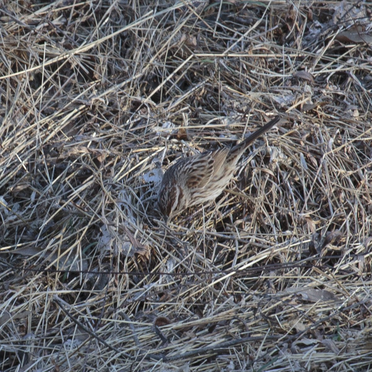 Song Sparrow