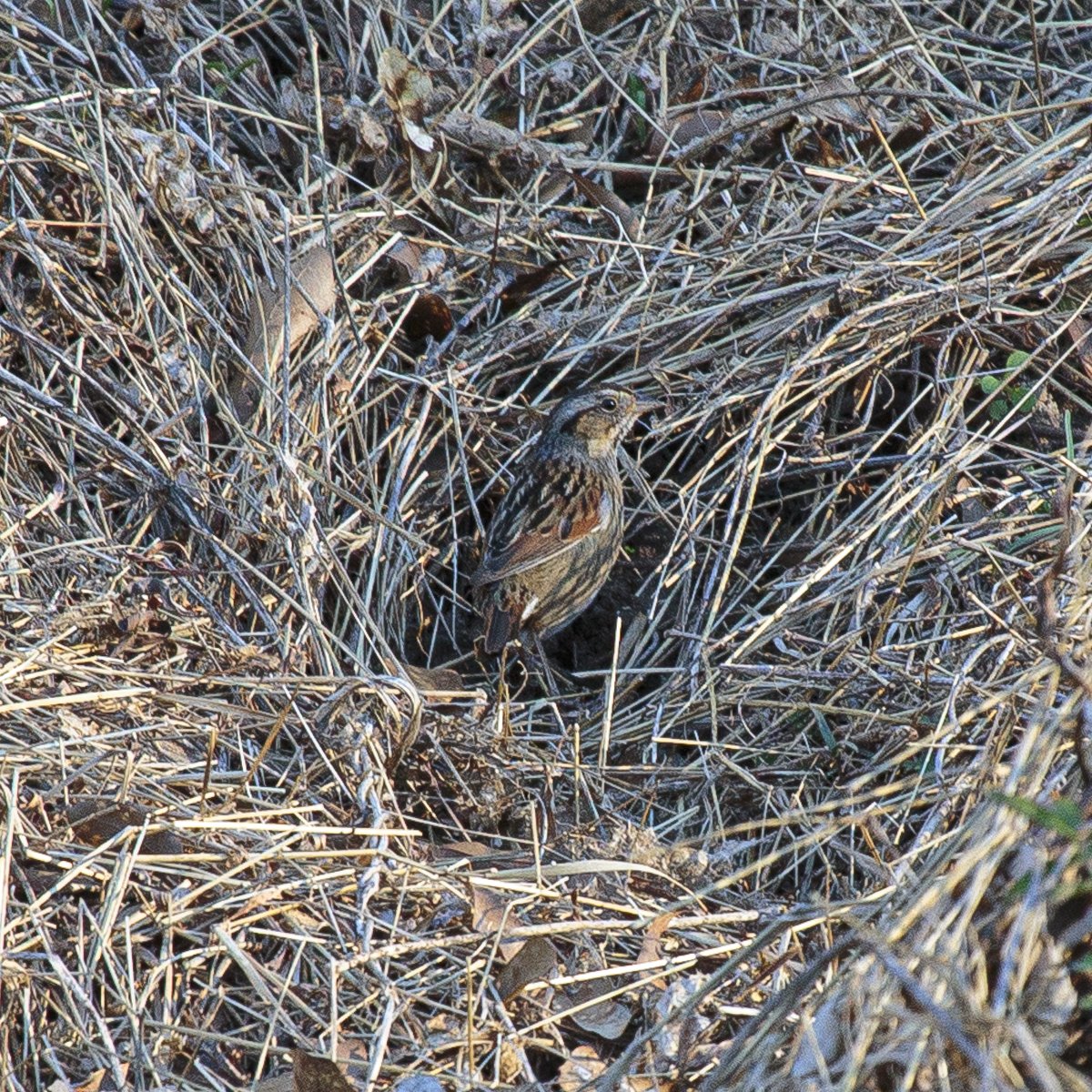 Swamp Sparrow