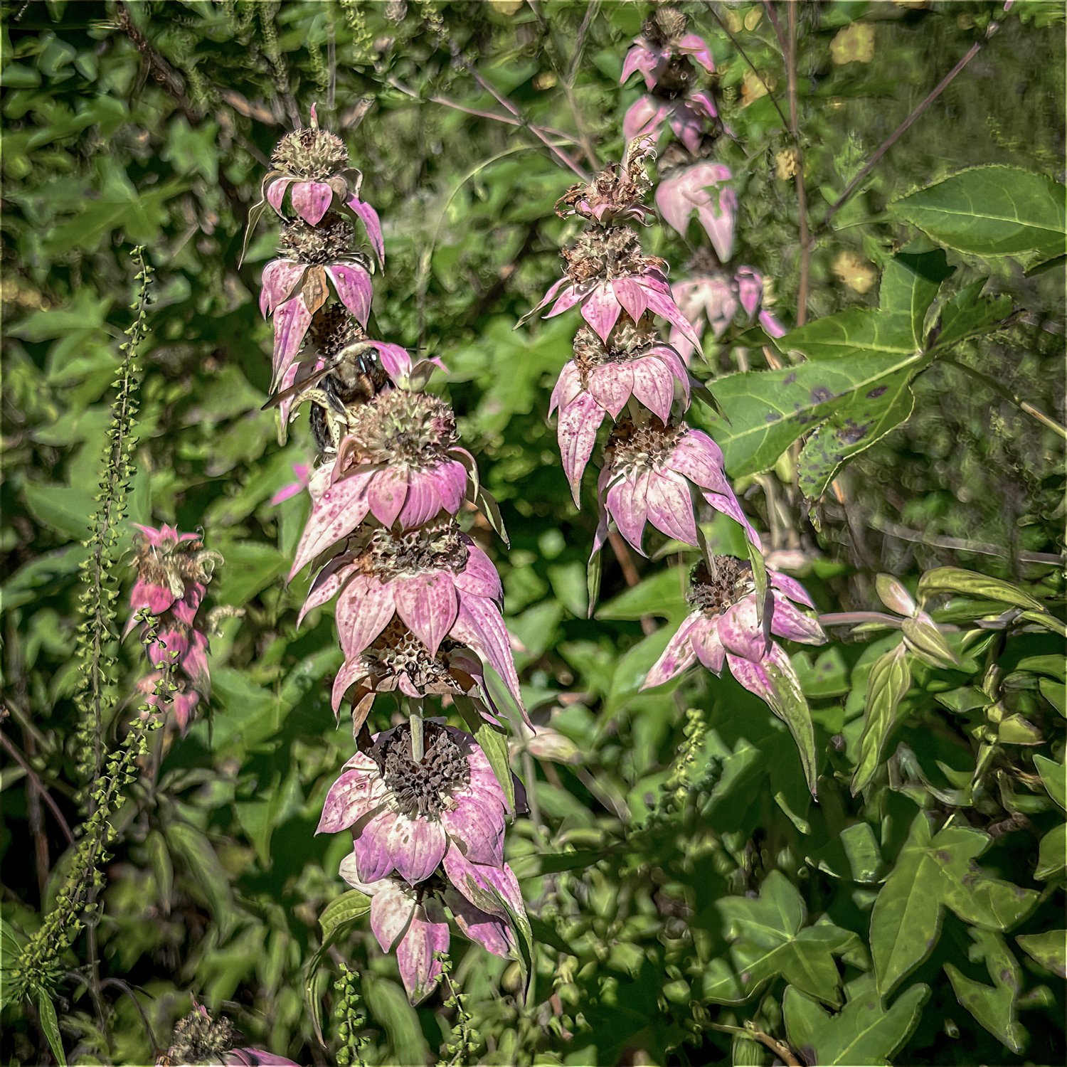 Spotted Horsemint (Autumn)