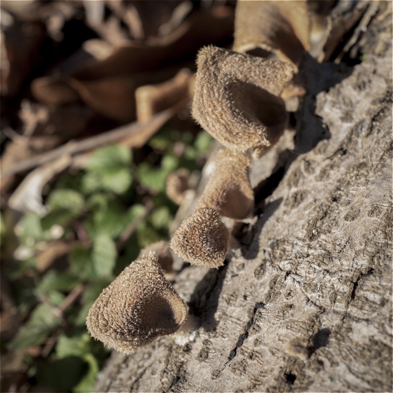 Hairy Trumpet