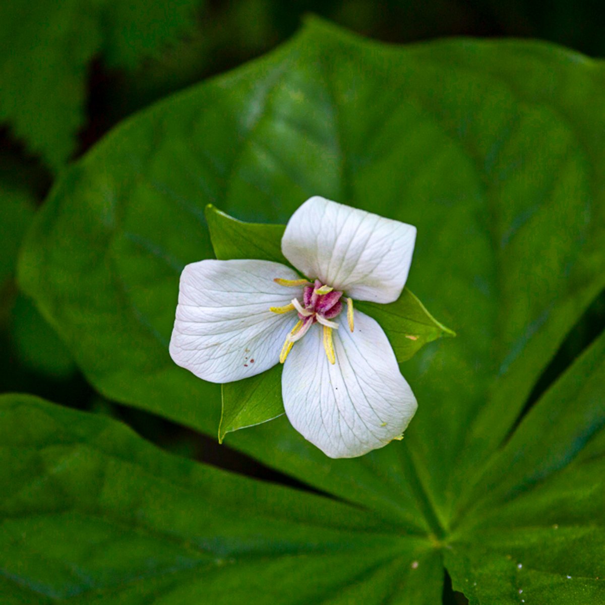 Sweet White Trillium