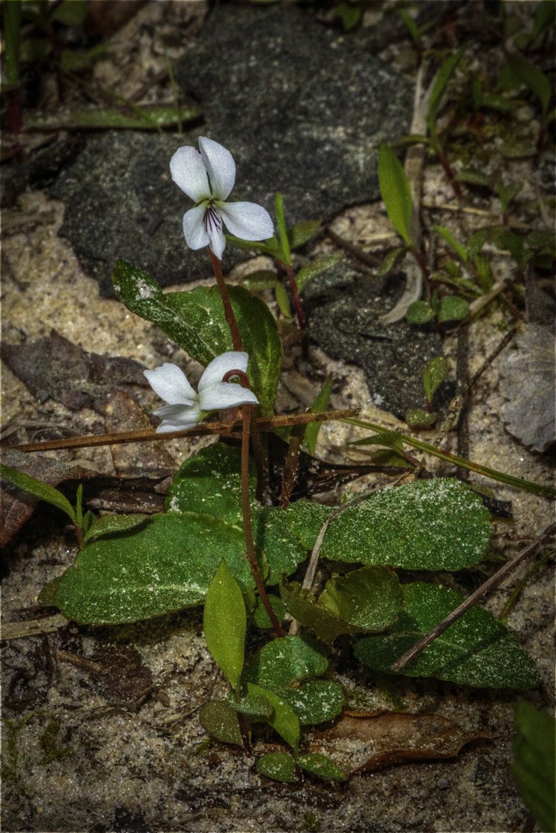 Sweet White Violet