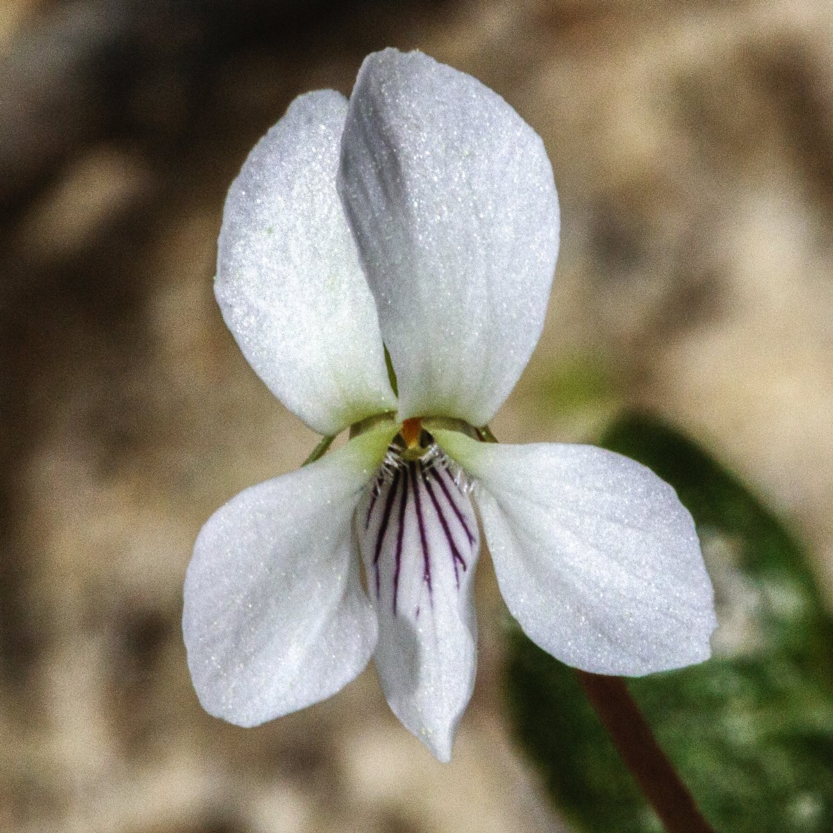 Sweet White Violet