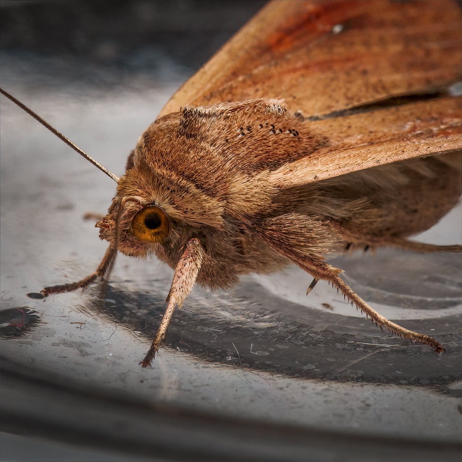 The White Speck Moth