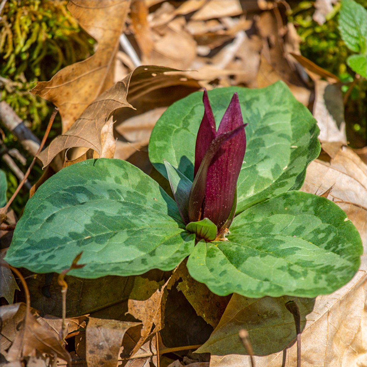 Toad Shade Trillium