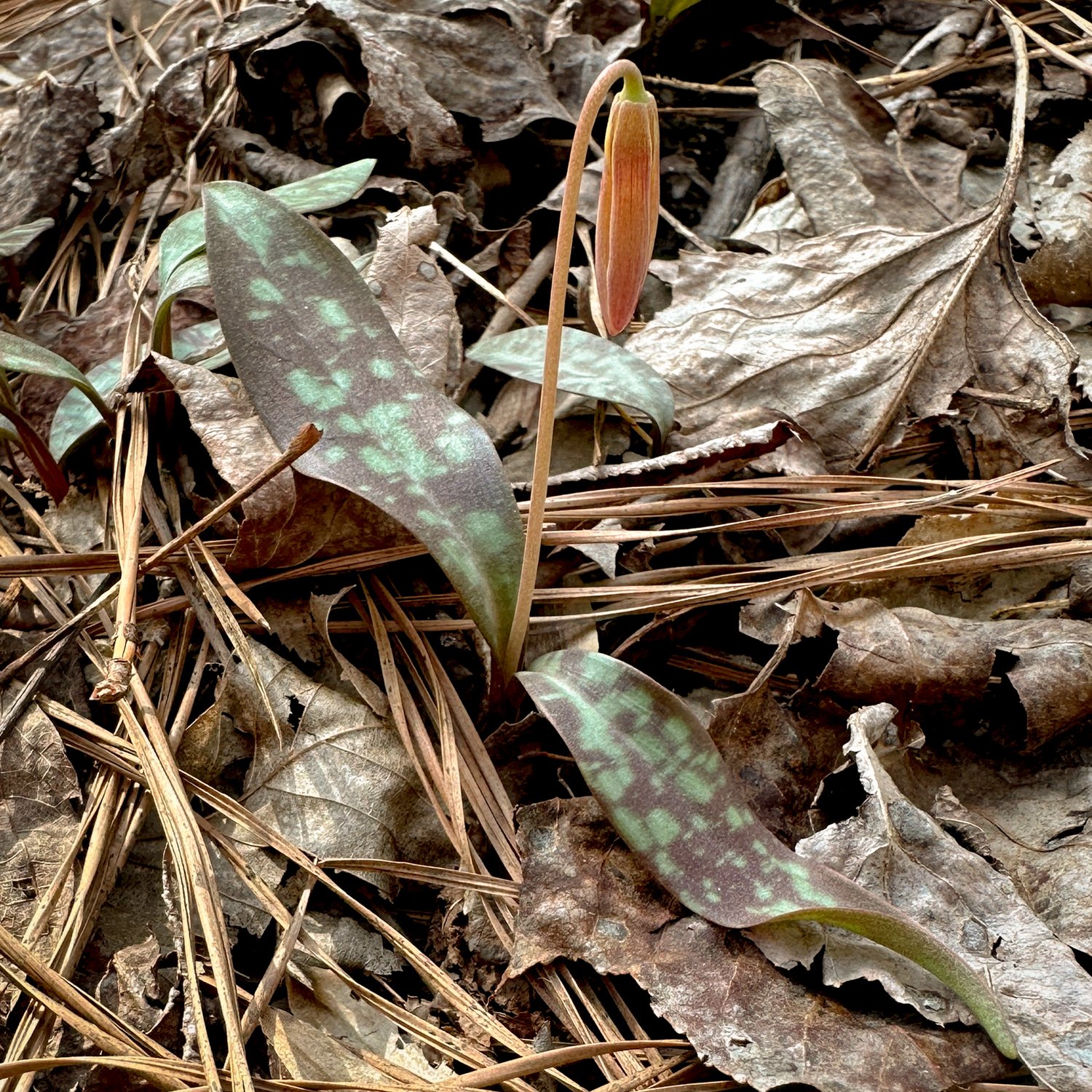 trout_foliage_4.jpeg