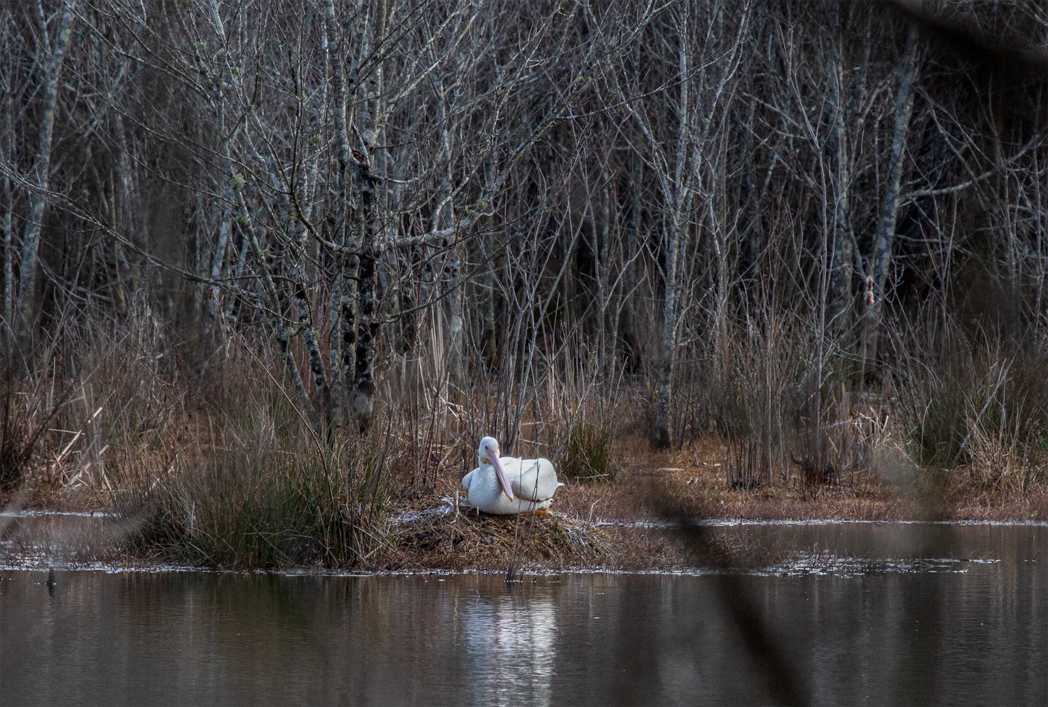 American White Pelican