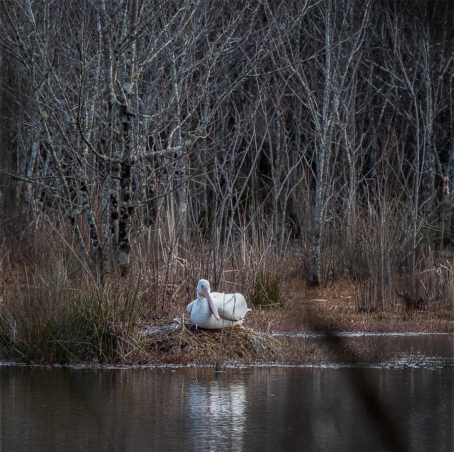 American White Pelican